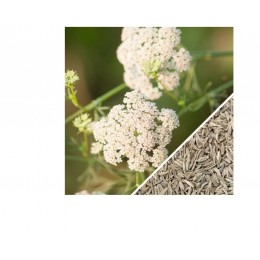 Cumin, 小茴香(孜然)純精油, 10ml Cumin, 小茴香(孜然)純精油, 10ml