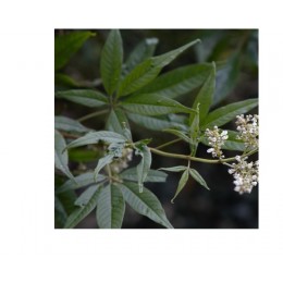 Vitex(China), 牡荊純精油, 5ml Vitex(China), 牡荊純精油, 5ml