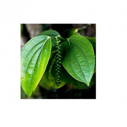 Black pepper, 黑胡椒純精油, 10ml Black pepper, 黑胡椒純精油, 10ml