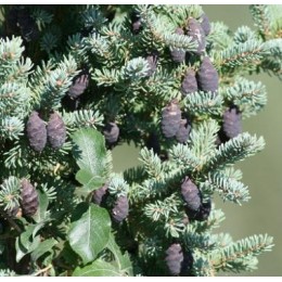 Black Spruce, 黑雲衫純精油, 10ml Black Spruce, 黑雲衫純精油, 10ml