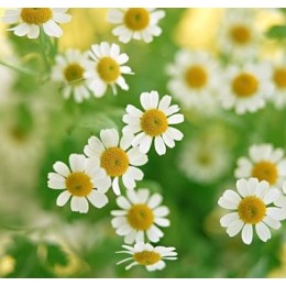 Chamomile Roman , 羅馬洋甘菊純精油, 5ml Chamomile Roman , 羅馬洋甘菊純精油, 5ml