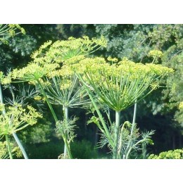 Dill, 蒔蘿純精油, 10ml Dill, 蒔蘿純精油, 10ml