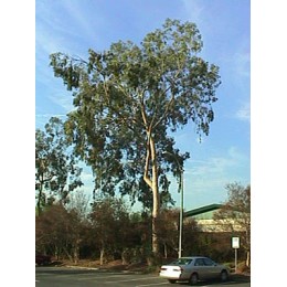 Eucalyptus citriodora, 檸檬尤加利純精油, 10ml Eucalyptus citriodora, 檸檬尤加利純精油, 10ml