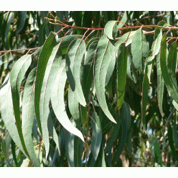 Eucalyptus globulus, 藍膠尤加利純精油(俗稱的尤加利), 10ml Eucalyptus globulus, 藍膠尤加利純精油(俗稱的尤加利), 10ml