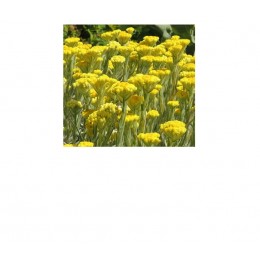 Immortelle , 義大利永久花(臘菊)純精油, 5ml Immortelle , 義大利永久花(臘菊)純精油, 5ml