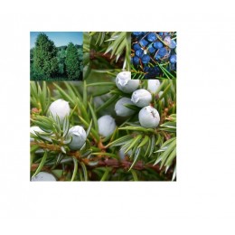 Juniper Berry , 杜松果實純精油, 10ml Juniper Berry , 杜松果實純精油, 10ml