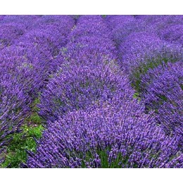 Lavender, 法國薰衣草純精油 , 50ml ( 中瓶 ) Lavender, 法國薰衣草純精油 , 50ml ( 中瓶 )