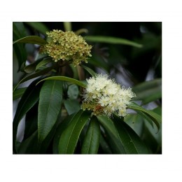 Lemon Myrtle, 檸檬香桃木純精油, 10ml Lemon Myrtle, 檸檬香桃木純精油, 10ml