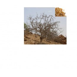 Myrrh , 沒藥純精油 , 10ml Myrrh , 沒藥純精油 , 10ml