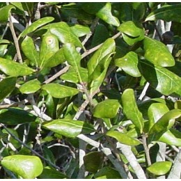 Myrtle CT cineol, 香桃木純精油 , 10ml Myrtle CT cineol, 香桃木純精油 , 10ml