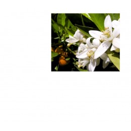 Neroli , 苦橙花純精油 , 5ml Neroli , 苦橙花純精油 , 5ml