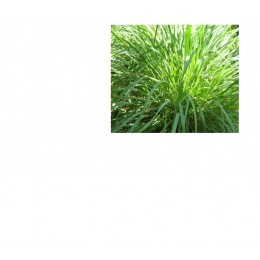 Palmarosa, 玫瑰草純精油 , 10ml Palmarosa, 玫瑰草純精油 , 10ml