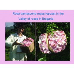 Rose Otto, 奧圖玫瑰純精油, 5ml Rose Otto, 奧圖玫瑰純精油, 5ml