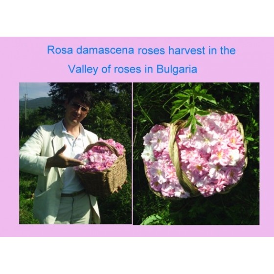 Rose Otto, 奧圖玫瑰純精油, 5ml Rose Otto, 奧圖玫瑰純精油, 5ml