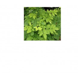 Spikenard, 穗甘松純精油, 10ml Spikenard, 穗甘松純精油, 10ml