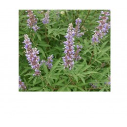 Vitex (Chastberry), 貞節樹純精油, 5ml Vitex (Chastberry), 貞節樹純精油, 5ml