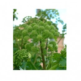 Angelica, 歐白芷根純精油, 1公升 (另行報價) Angelica, 歐白芷根純精油, 1公升 (另行報價)
