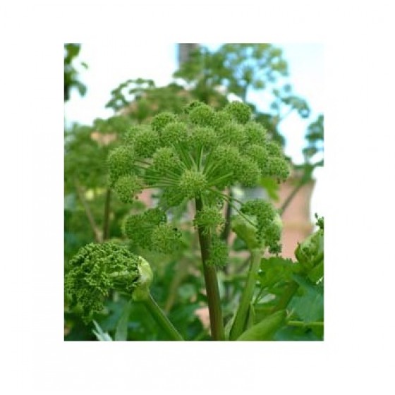 Angelica, 歐白芷根純精油,   1公升 (另行報價)