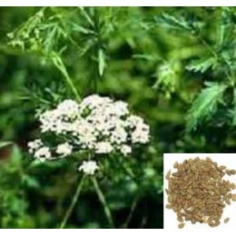 Aniseed, 洋茴香純精油, 1公升 (另行報價) Aniseed, 洋茴香純精油, 1公升 (另行報價)