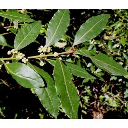 Bay_Laurel leaves, 月桂葉純精油, 10ml Bay_Laurel leaves, 月桂葉純精油, 10ml