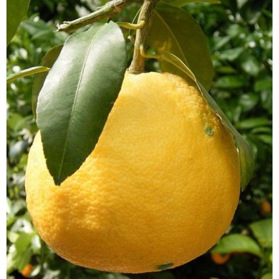 Bergamot - bergaptene free (FCF), 無光敏佛手柑純精油, 50ml Bergamot - bergaptene free (FCF), 無光敏佛手柑純精油, 50ml