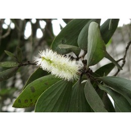 Cajeput, 白千層純精油, 10ml Cajeput, 白千層純精油, 10ml