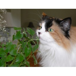 Catnip, 貓薄荷純精油, 5ml Catnip, 貓薄荷純精油, 5ml