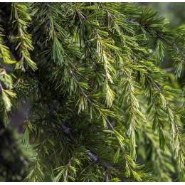 Cedarwood Himalayan, 喜馬拉雅雪松純精油, 10ml Cedarwood Himalayan, 喜馬拉雅雪松純精油, 10ml