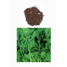 Celery seed, 芹菜種子純精油, 10ml Celery seed, 芹菜種子純精油, 10ml