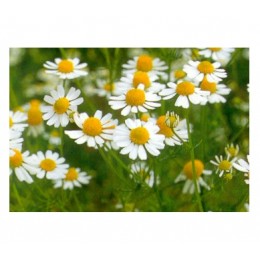 Chamomile German , 德國藍洋甘菊純精油 , 10ml Chamomile German , 德國藍洋甘菊純精油 , 10ml