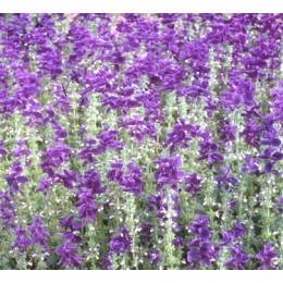 Clary sage , 快樂鼠尾草純精油 , 10ml Clary sage , 快樂鼠尾草純精油 , 10ml