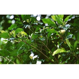 Clove bud, 丁香花苞純精油 , 10ml Clove bud, 丁香花苞純精油 , 10ml