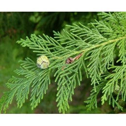 Cypress , 絲柏純精油 , 10ml Cypress , 絲柏純精油 , 10ml