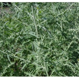 Davana, 印蒿純精油, 5ml Davana, 印蒿純精油, 5ml