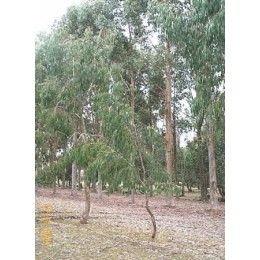 Eucalyptus dives CT cineole, 薄荷尤加利純精油, 10ml Eucalyptus dives CT cineole, 薄荷尤加利純精油, 10ml