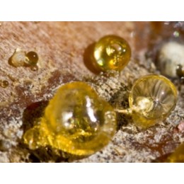 Elemi, 欖香脂純精油, 10ml Elemi, 欖香脂純精油, 10ml