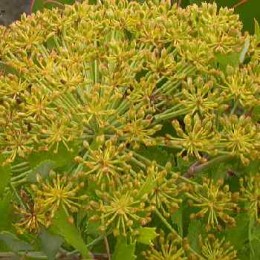 Galbanum, 白松香純精油, 5ml Galbanum, 白松香純精油, 5ml