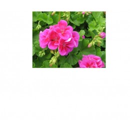 Geranium Rosat , 玫瑰天竺葵純精油 , 10ml Geranium Rosat , 玫瑰天竺葵純精油 , 10ml