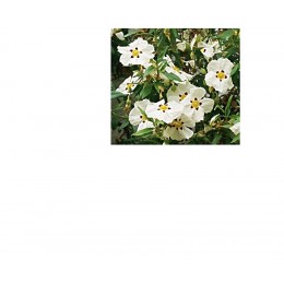 Cistus , 岩玫瑰純精油, 5ml Cistus , 岩玫瑰純精油, 5ml