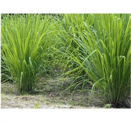 Lemongrass , 檸檬香茅純精油 , 10ml Lemongrass , 檸檬香茅純精油 , 10ml