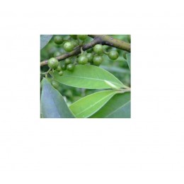 Litsea Cubeba, 山雞椒純精油 , 10ml Litsea Cubeba, 山雞椒純精油 , 10ml