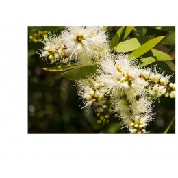 Niaouli , 綠花白千層純精油, 10ml Niaouli , 綠花白千層純精油, 10ml