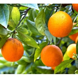 Orange Sweet , 甜橙純精油 , 10ml Orange Sweet , 甜橙純精油 , 10ml