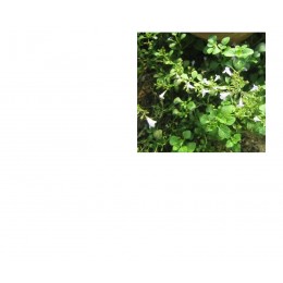 Oregano, 野馬鬱蘭(牛至草)純精油, 5ml Oregano, 野馬鬱蘭(牛至草)純精油, 5ml