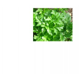 Parsley, 歐芹純精油, 10ml Parsley, 歐芹純精油, 10ml