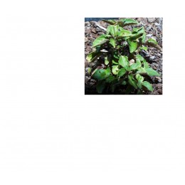 Patchouli , 廣藿香純精油 , 10ml Patchouli , 廣藿香純精油 , 10ml