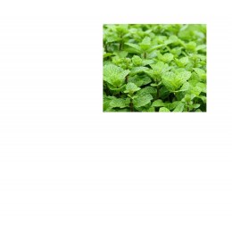 Peppermint , 薄荷純精油 , 10ml Peppermint , 薄荷純精油 , 10ml