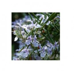 Rosemary CT verbenone, 馬鞭草酮迷迭香純精油 , 10ml Rosemary CT verbenone, 馬鞭草酮迷迭香純精油 , 10ml