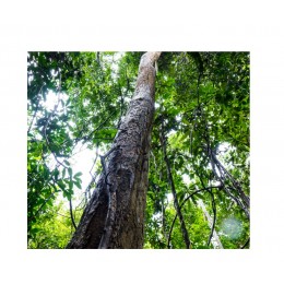 Rosewood , 花梨木純精油(巴西) , 10ml Rosewood , 花梨木純精油(巴西) , 10ml