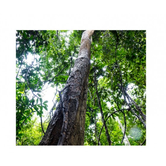 Rosewood , 花梨木純精油(巴西) , 10ml Rosewood , 花梨木純精油(巴西) , 10ml